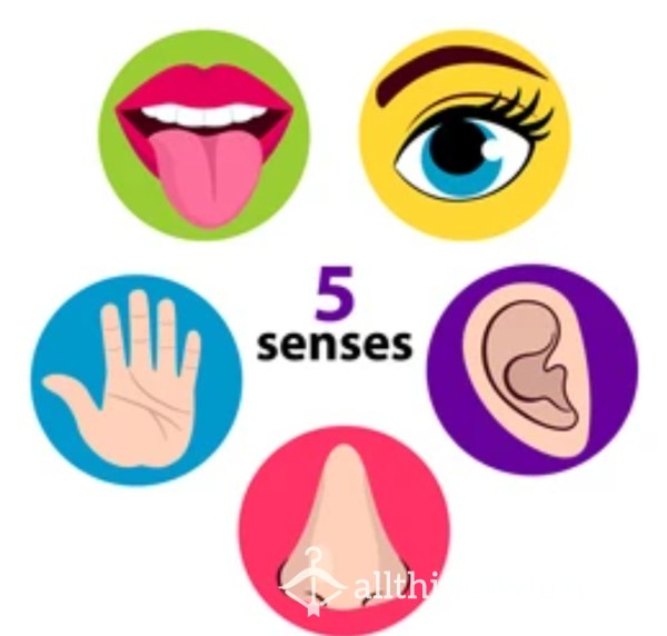 5 SENSES BUNDLE