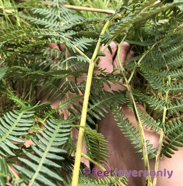 Bare Foot Fun. Long Fern Tickling And Tantalising My Long Toes In A English Field