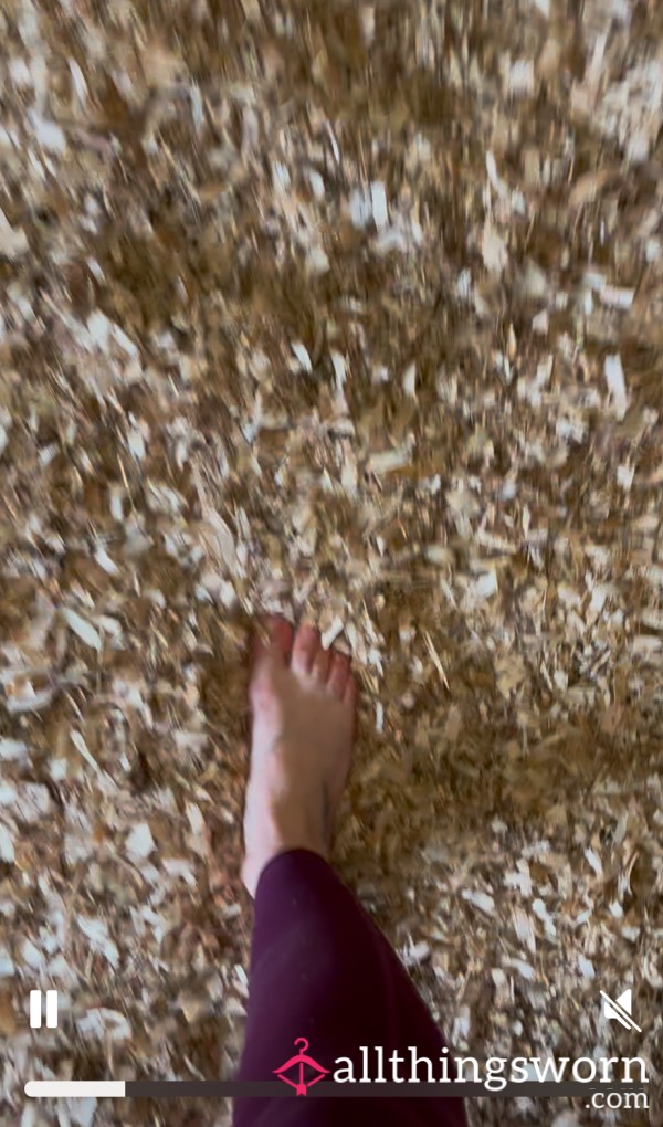 Barefoot In A Stable