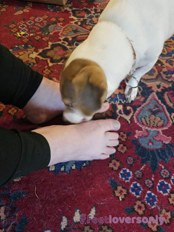 Dog Lickings My Feet