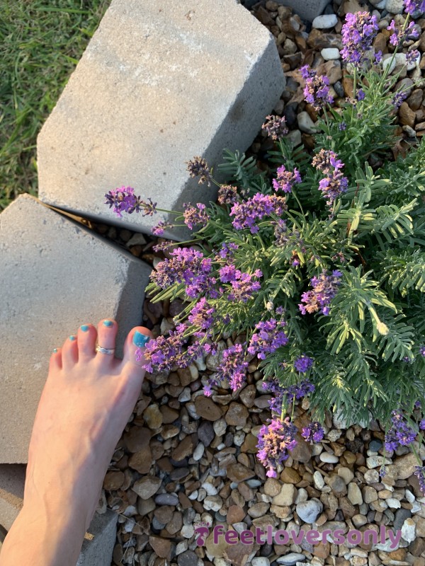 Feet & Lavendar