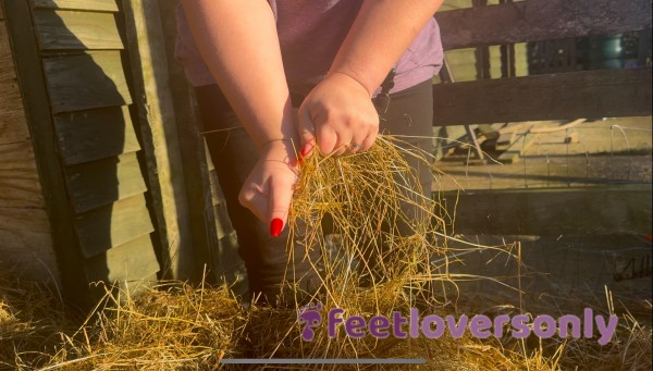 Play In The Hay