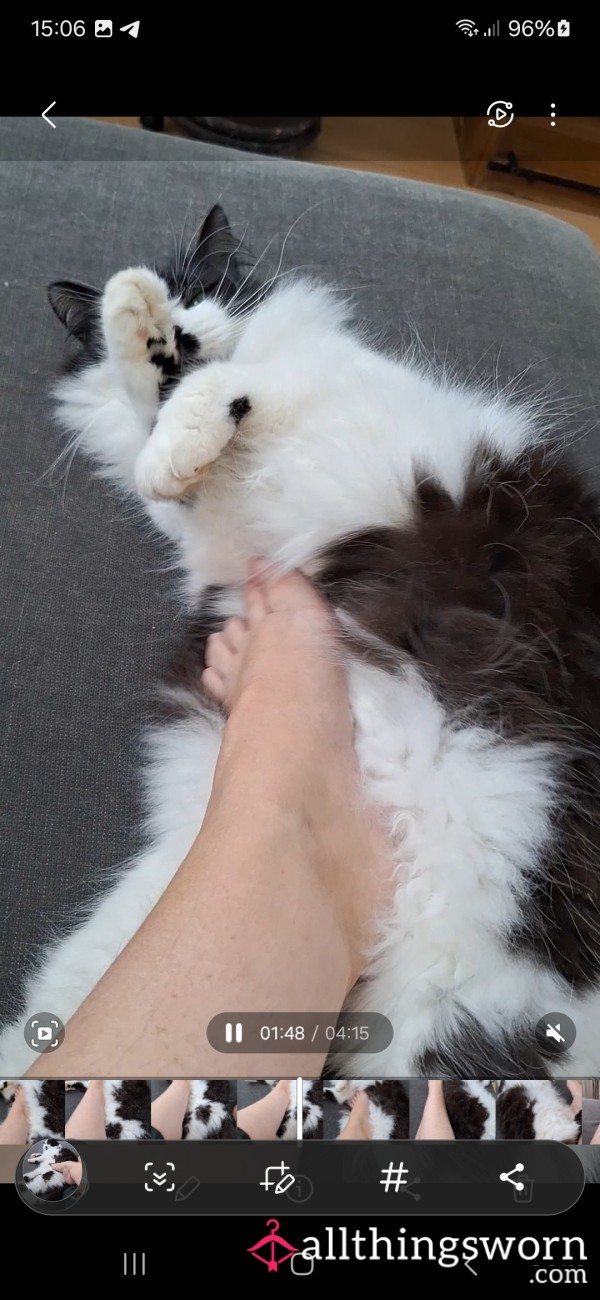 Stroking My Cat With Bare Feet