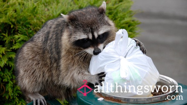 The Raccoons Trash