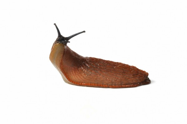 Im_a_slug